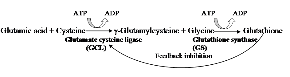 Glutathione Biochemistry