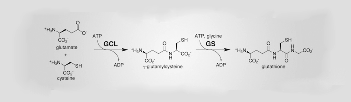 Glyteine and Glutathione