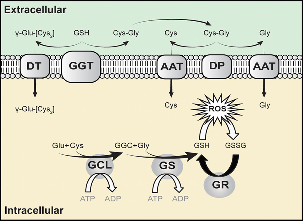 Glutathione Synthase